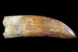 Huge, Carcharodontosaurus Tooth - Composite Tooth #71090-2